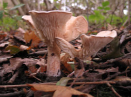 Leucopaxillus giganteus