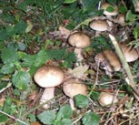 fungus-hunt2010.jpg