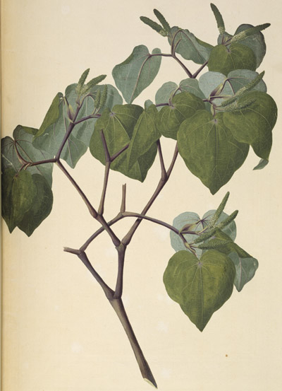 Plant illustration by Sydney Parkinson