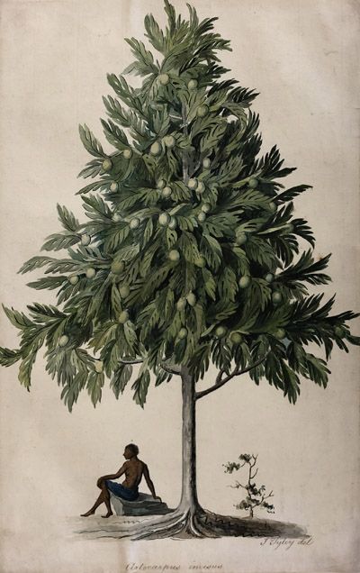 Illustration of breadfruit tree