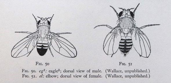 flybase.jpg flybase.jpg