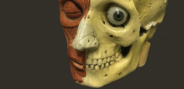 Plaster model of a human head, 19th century (Whipple Museum)