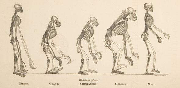 Thomas Huxley, Evidence as to Man's Place in Nature (1863)