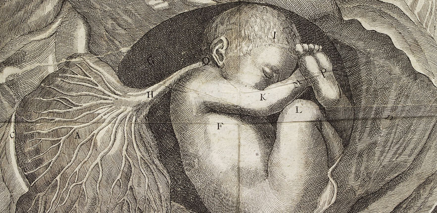 Diagram of a foetus by Justin Dittrich Siegmund, 1723 (Image credit: Wellcome Library, London)